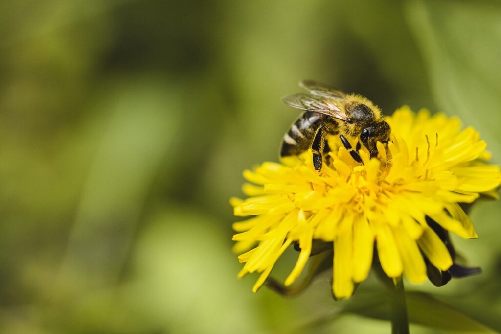 bee, insect, nature, macro, wing, pollination, honey bee, yellow, world bee day, blossom, bloom-9535574.jpg