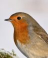 robin, bird, winter, songbird, wildlife, plumage, ornithology, bird watching, branch, close up, nature, foraging-9533792.jpg